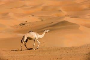 kamel in Wüste